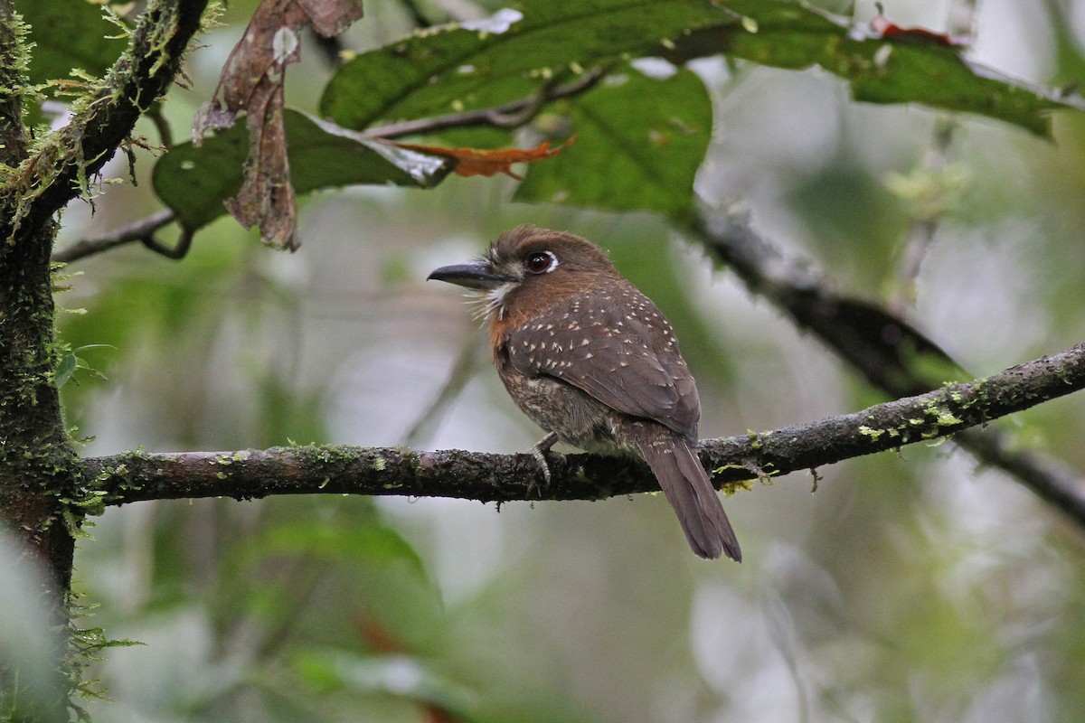 Moustached Puffbird - Michael McCloy