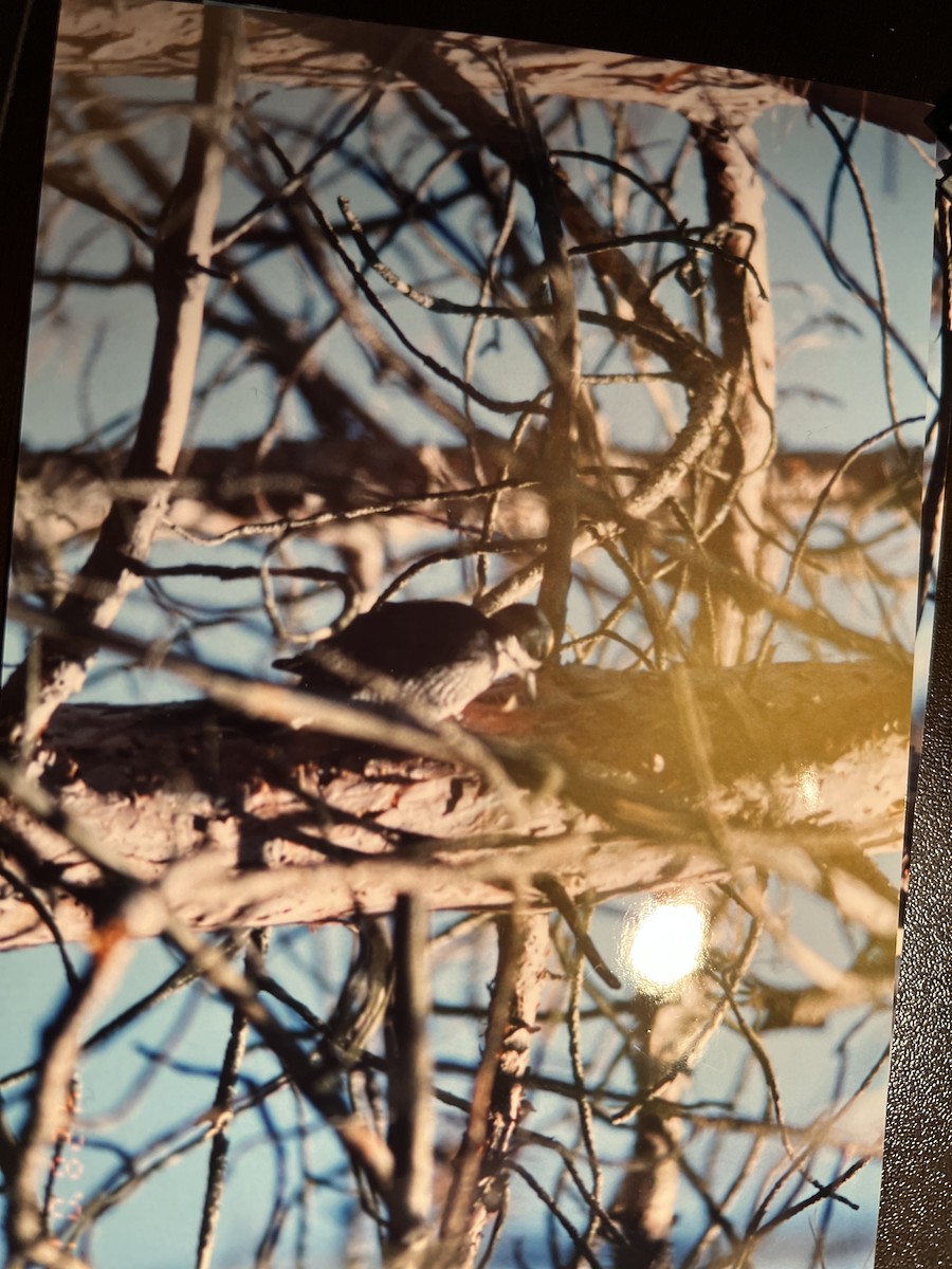 Black-backed Woodpecker - ML424608921