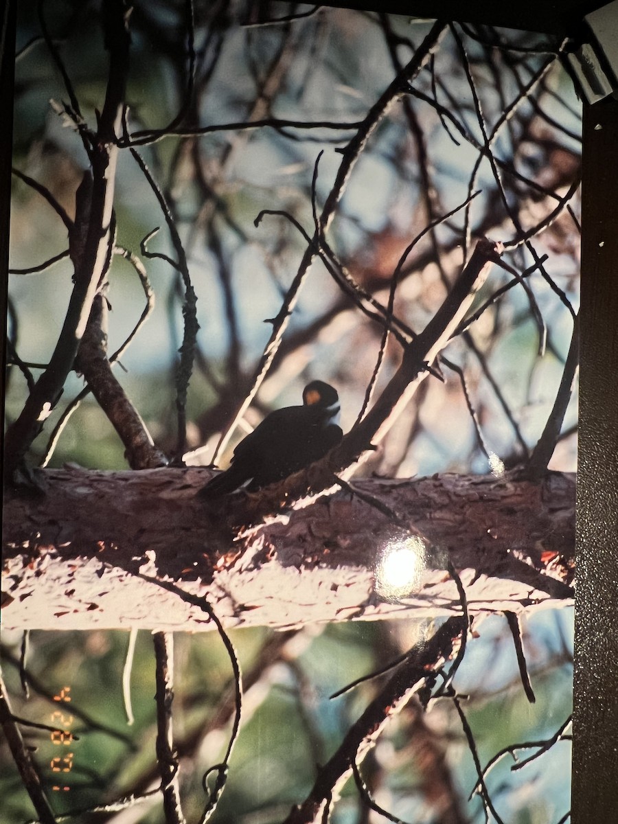 Black-backed Woodpecker - ML424608951