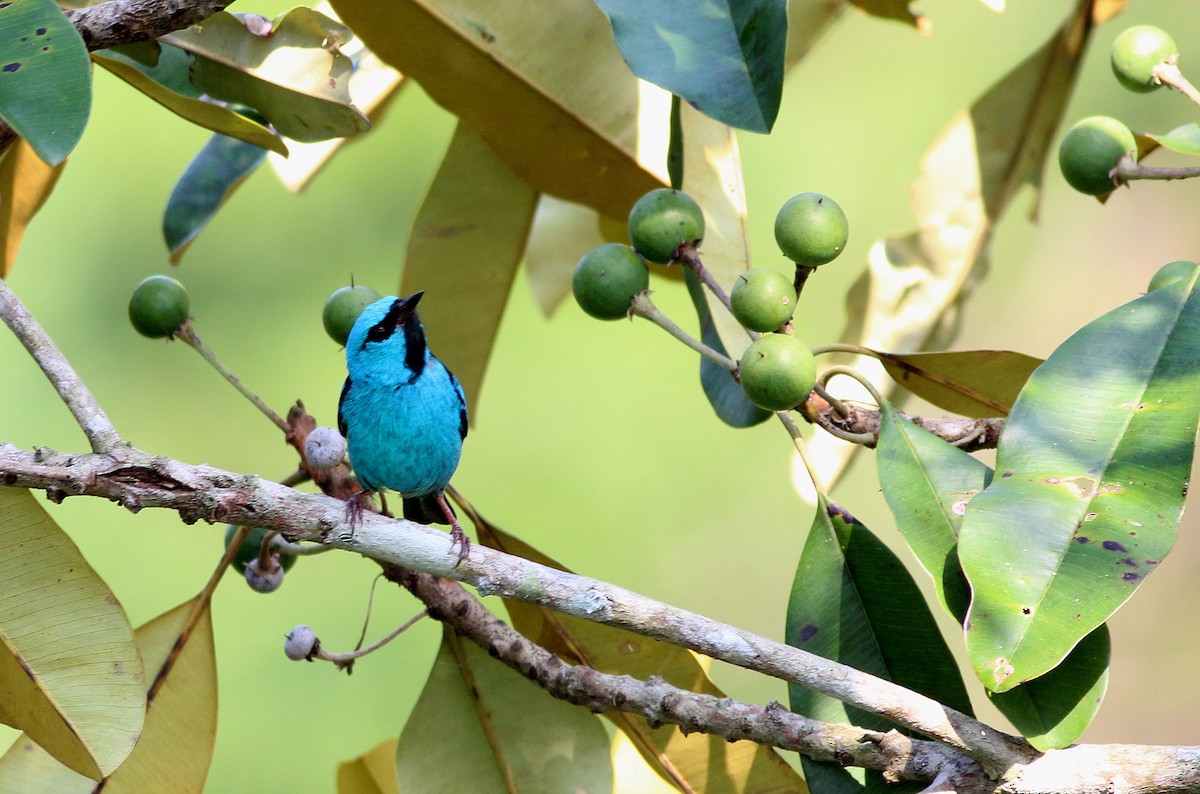 Blue Dacnis - ML42460901