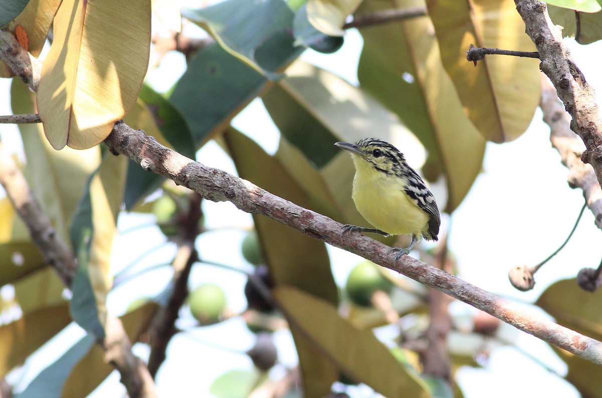 Sclater's Antwren - ML42460961