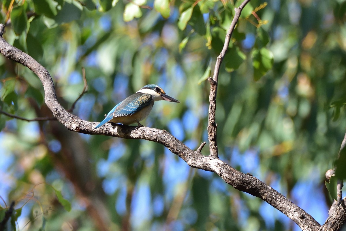 Sacred Kingfisher (Australasian) - Anthony Katon