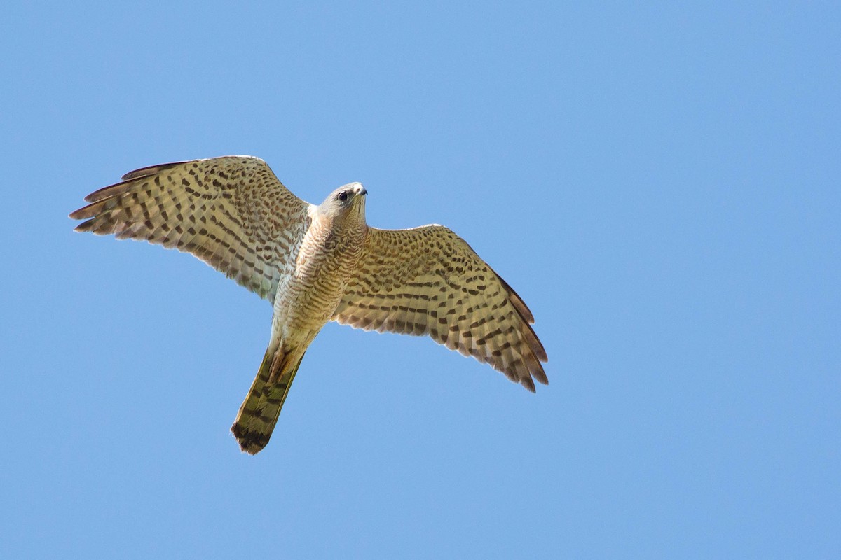 Levant Sparrowhawk - ML424611071