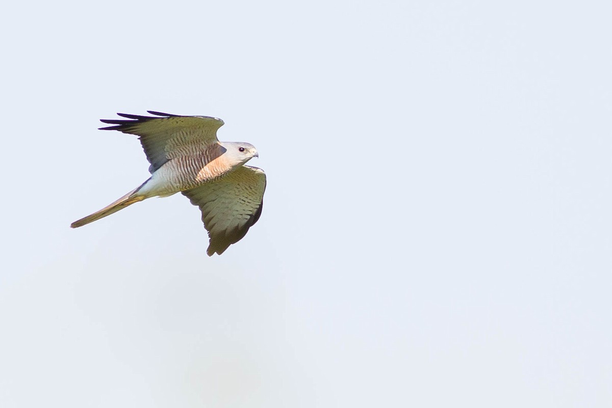 Levant Sparrowhawk - ML424611081