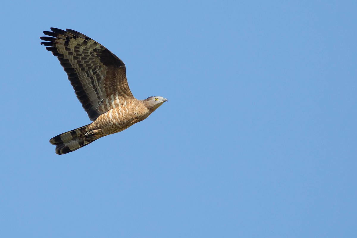 European Honey-buzzard - ML424611211