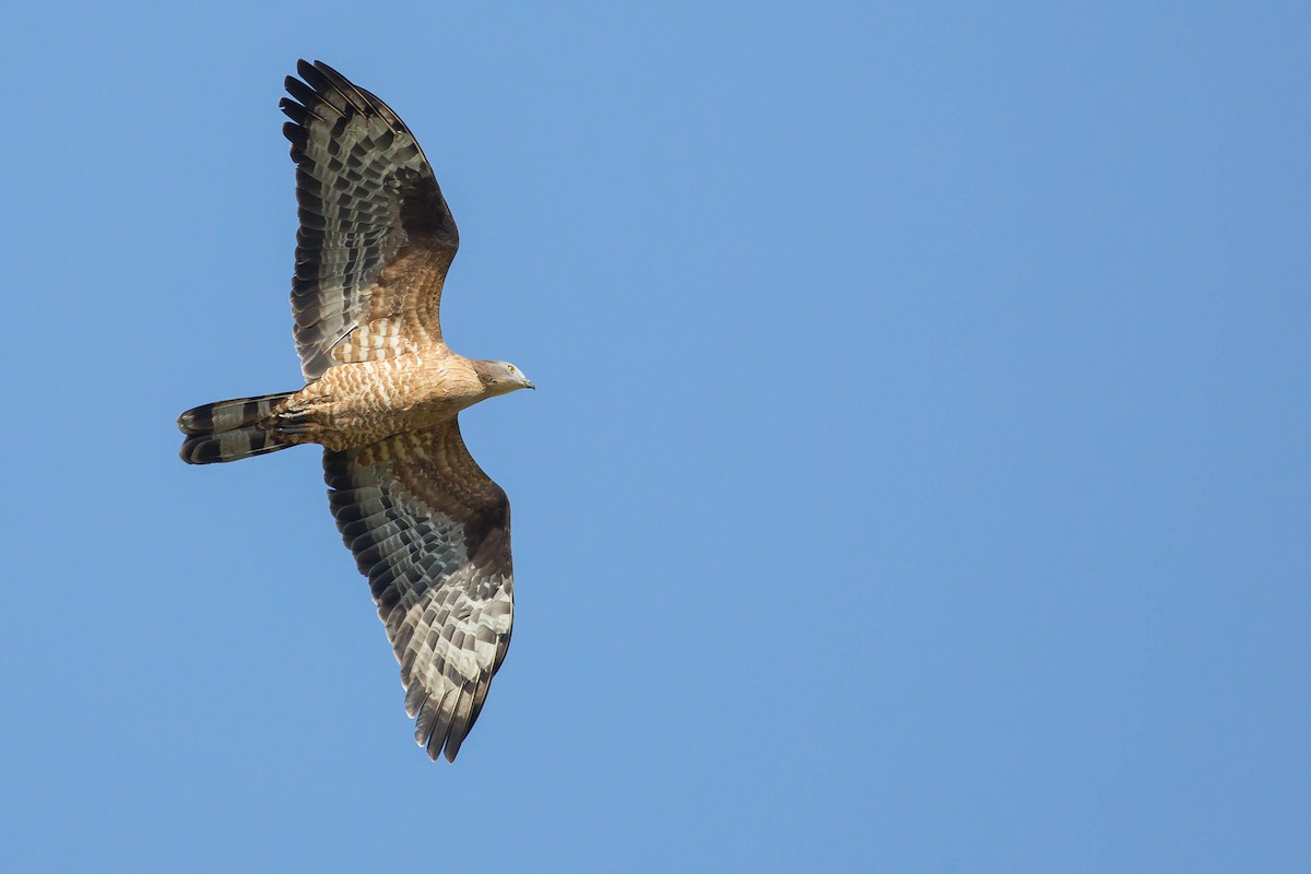 European Honey-buzzard - ML424611251