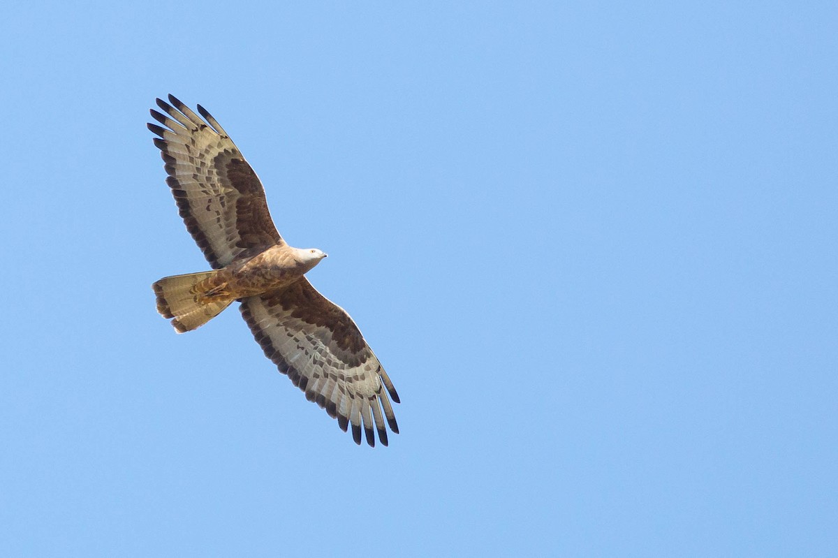 European Honey-buzzard - ML424611271