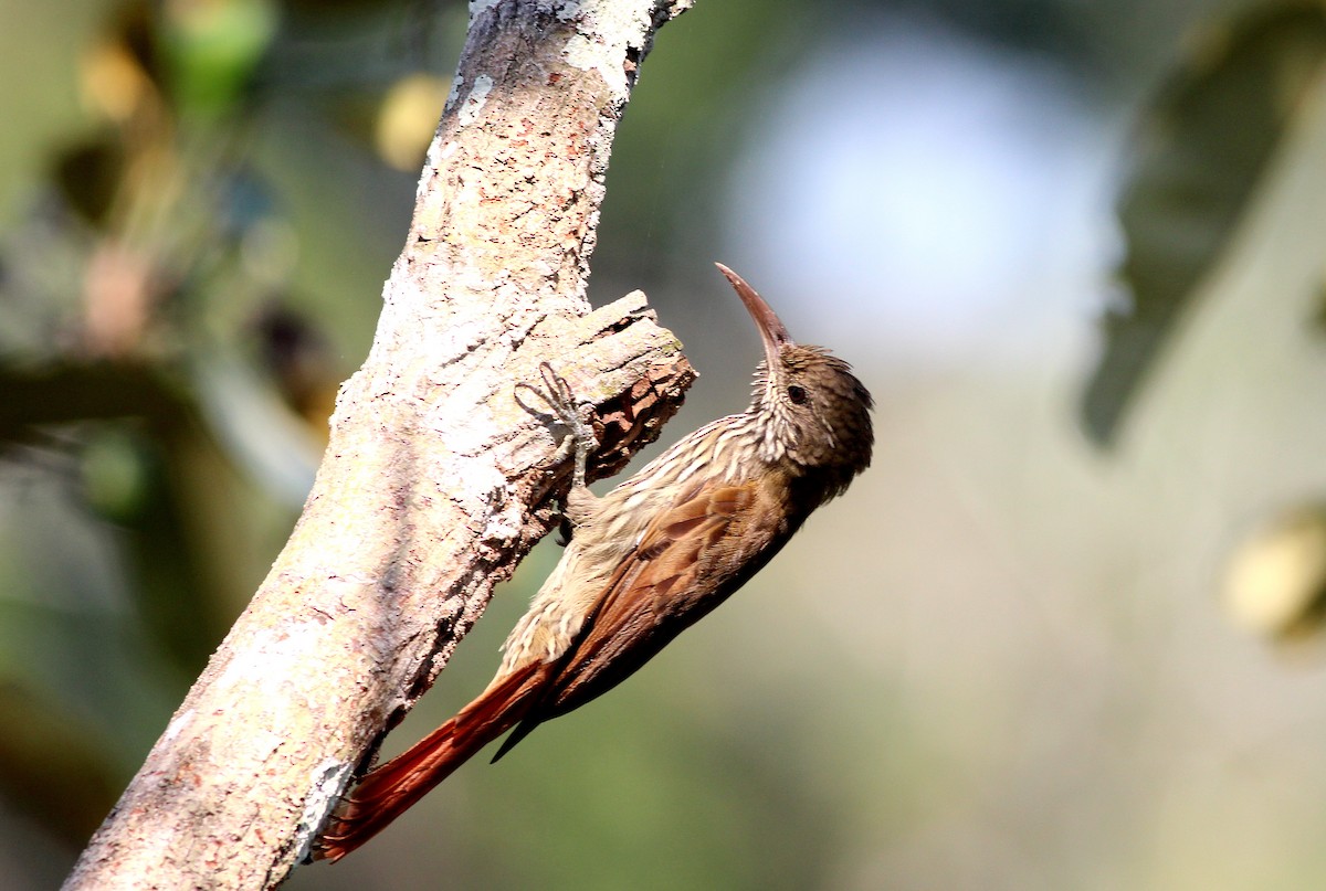 Dusky-capped Woodcreeper (Layard's) - ML42461131