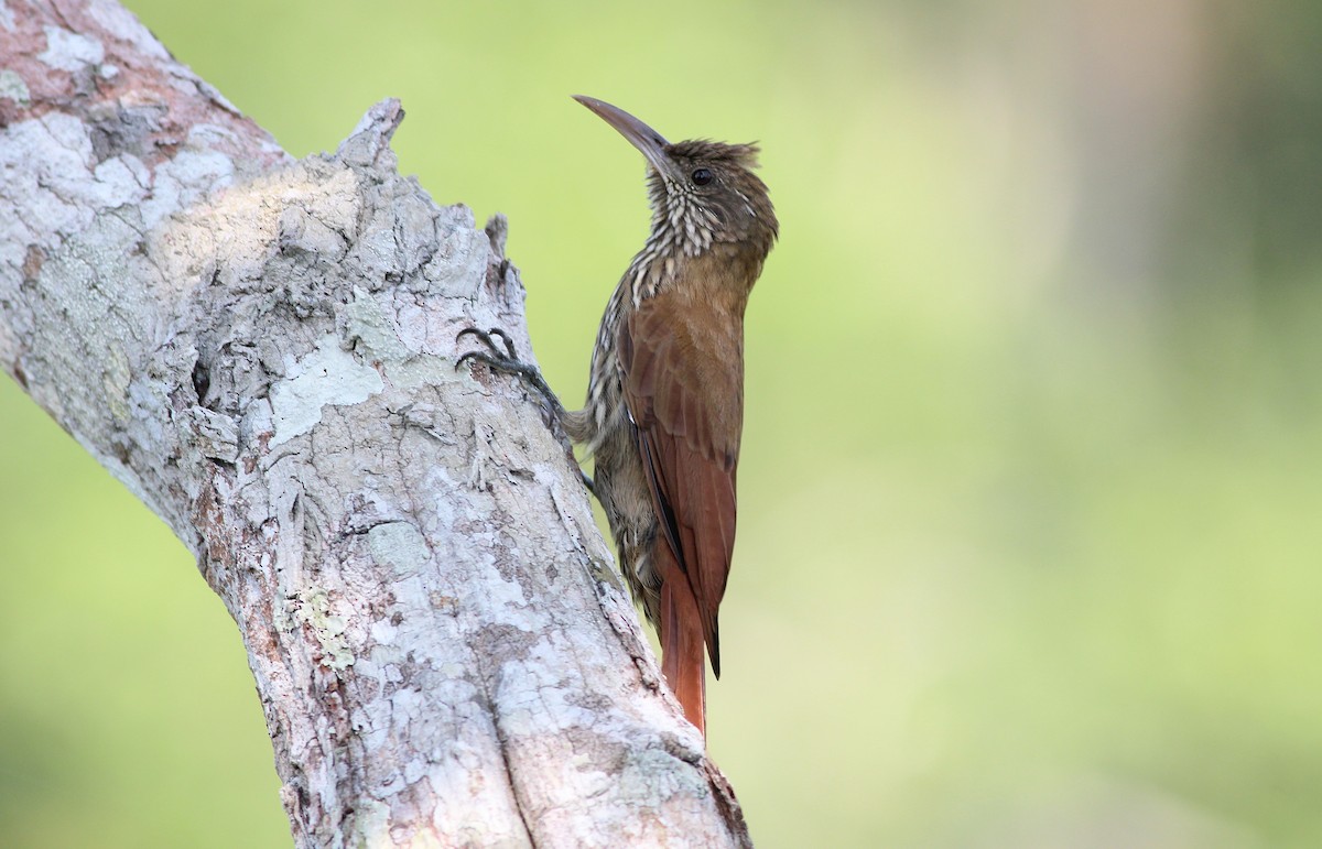 Dusky-capped Woodcreeper (Layard's) - ML42461151