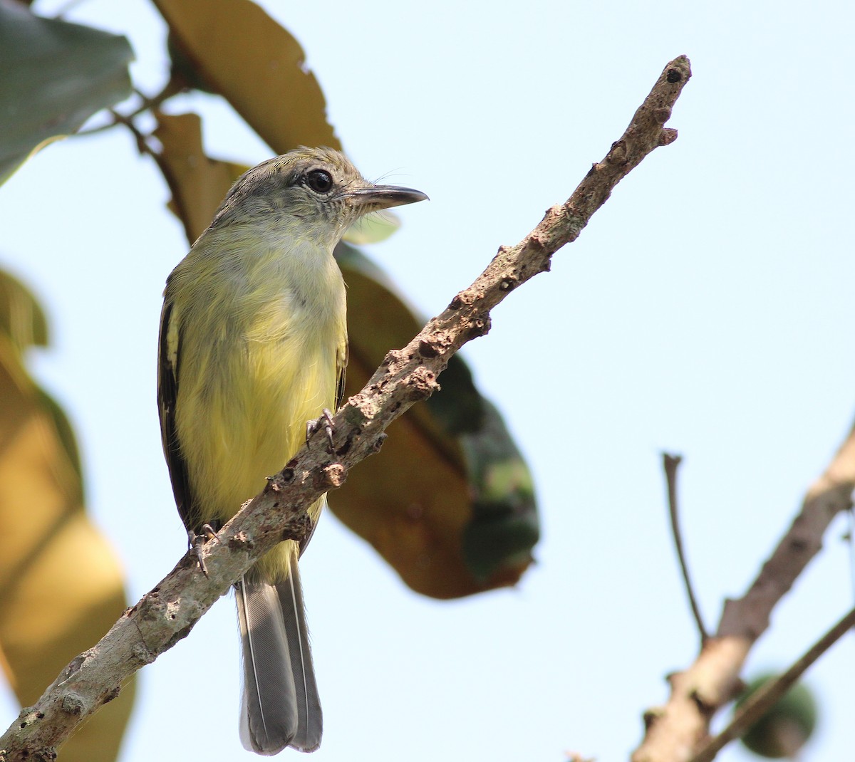 Yellow-margined Flatbill - ML42461281