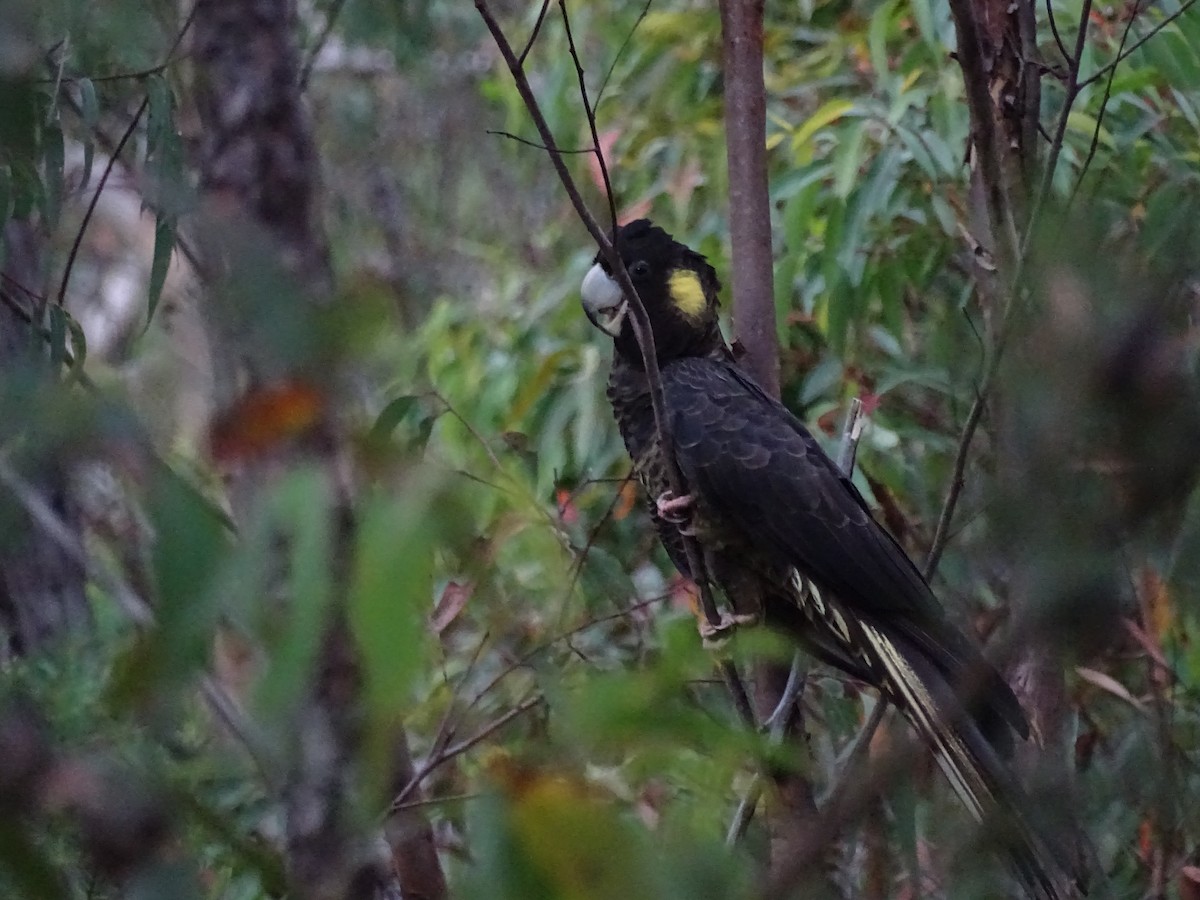 Cacatúa Fúnebre Coliamarilla - ML424612841