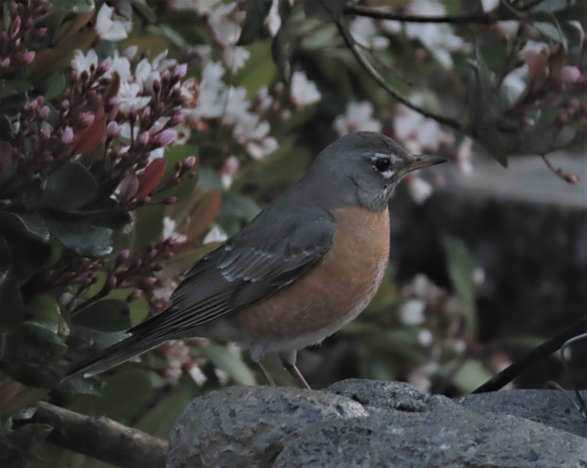 American Robin - ML424612961