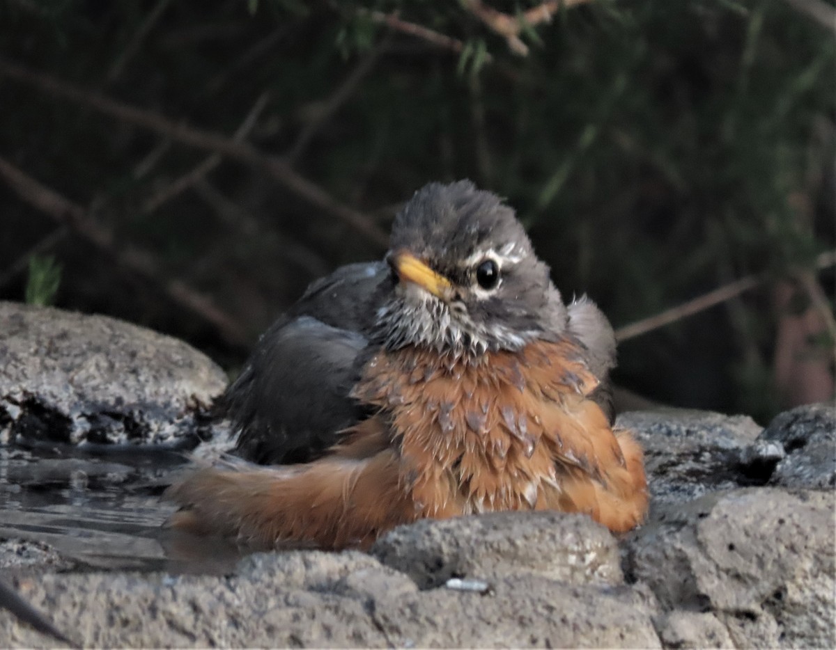 American Robin - ML424612971