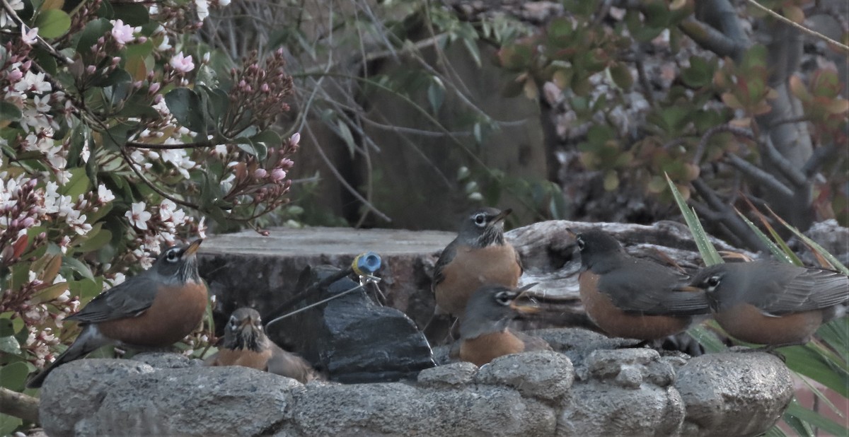 American Robin - ML424612981