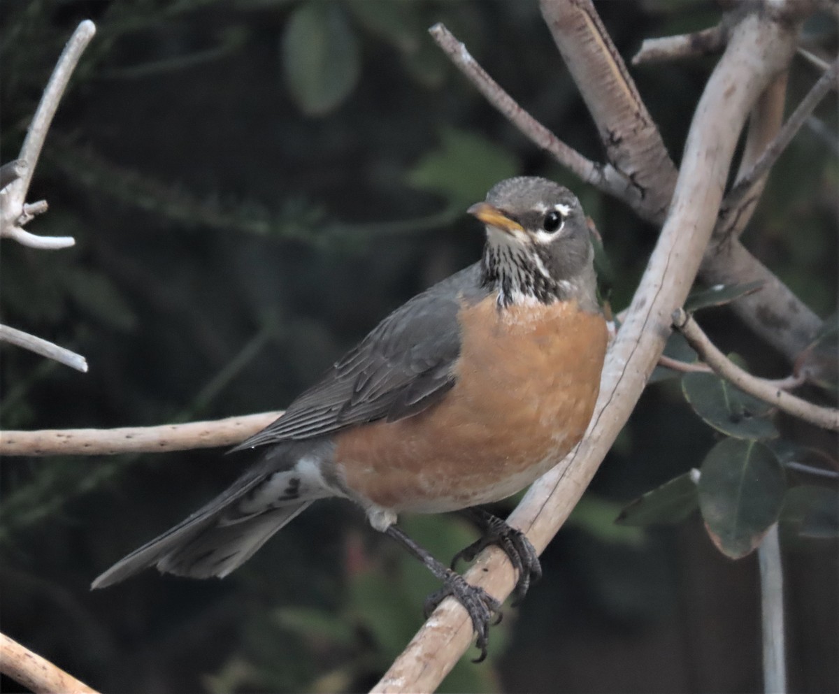 American Robin - ML424612991