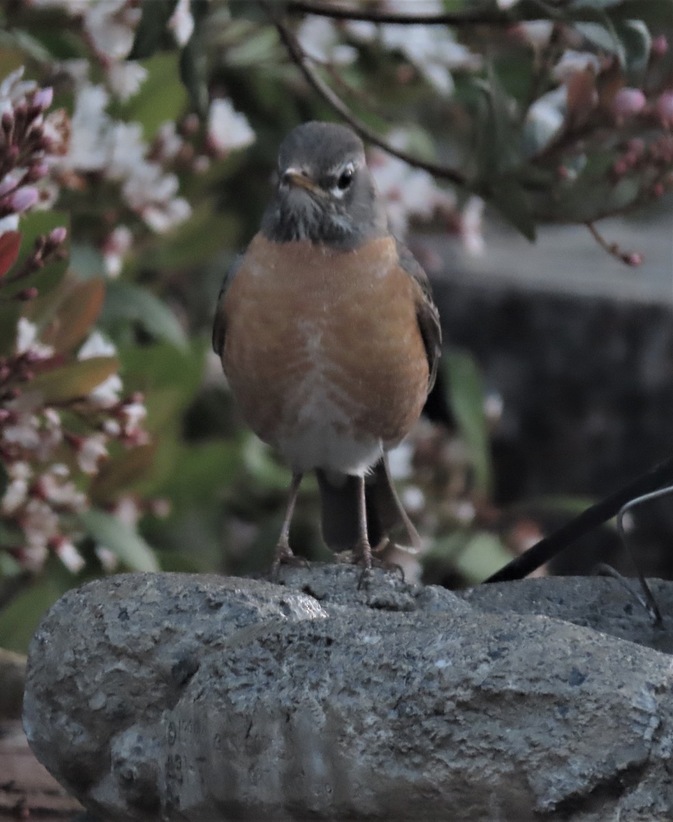 American Robin - ML424613871