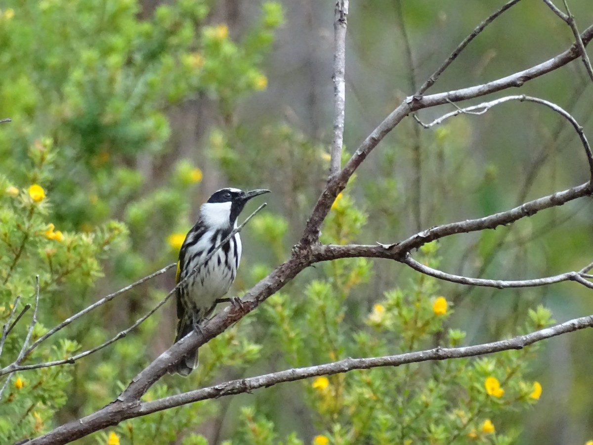 White-cheeked Honeyeater - ML424613961