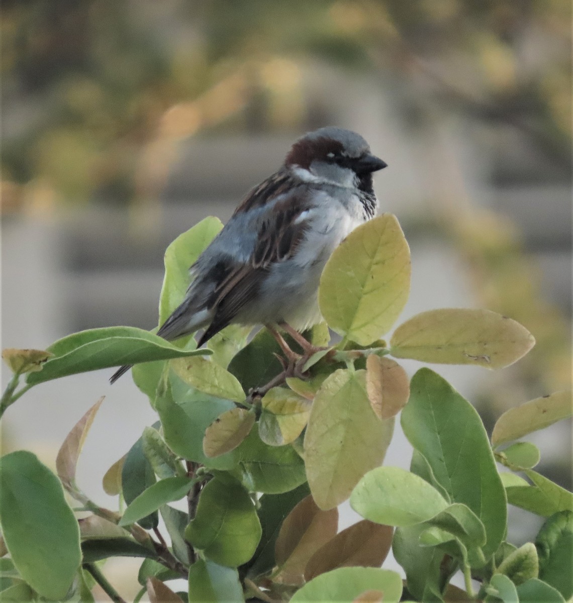 House Sparrow - ML424614341