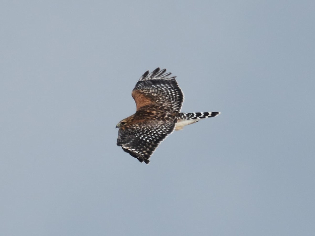 Red-shouldered Hawk - ML424614841