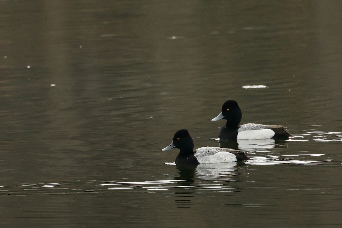 Greater/Lesser Scaup - Roger and Kathryn Frieden