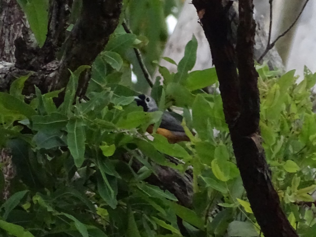 Black-faced Monarch - G. Thomas Doerig