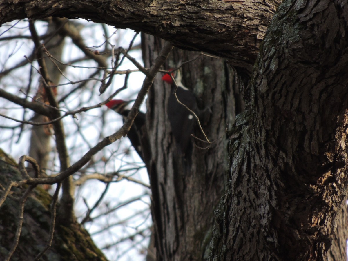 Pileated Woodpecker - ML42461601