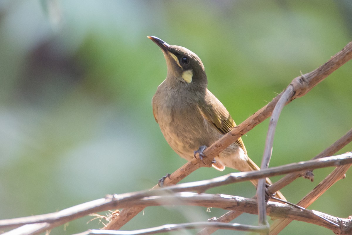 Yellow-spotted Honeyeater - County Lister Brendan