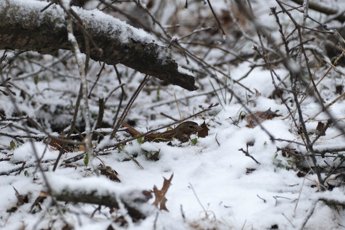 Fox Sparrow - ML424616301