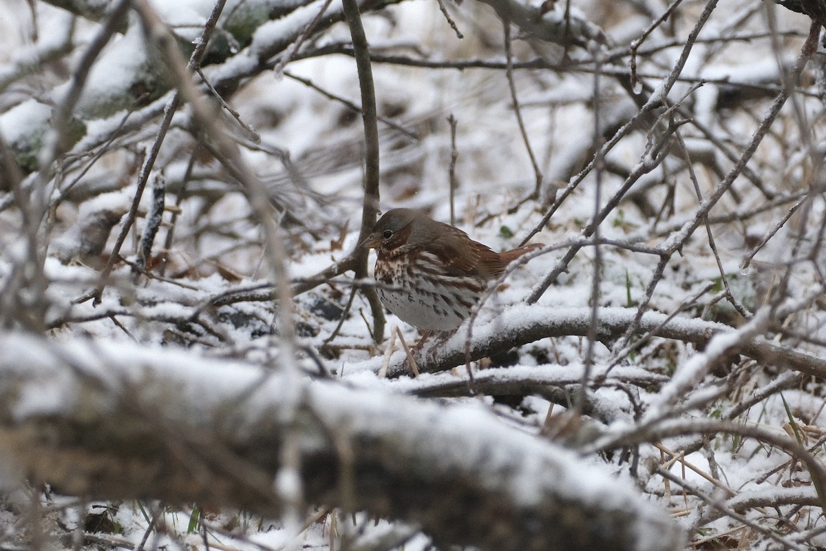 Fox Sparrow - ML424616311