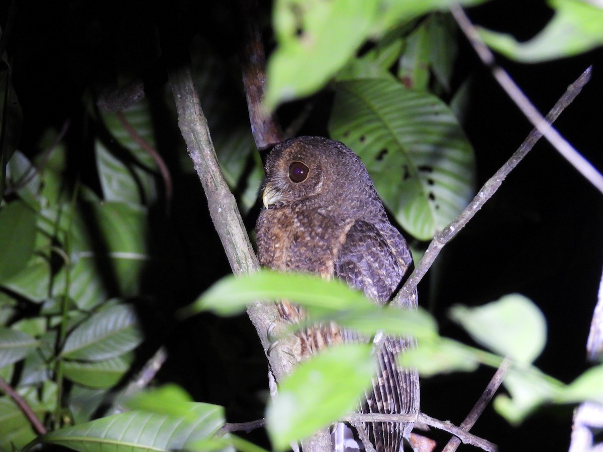 Mottled Owl - ML424616321