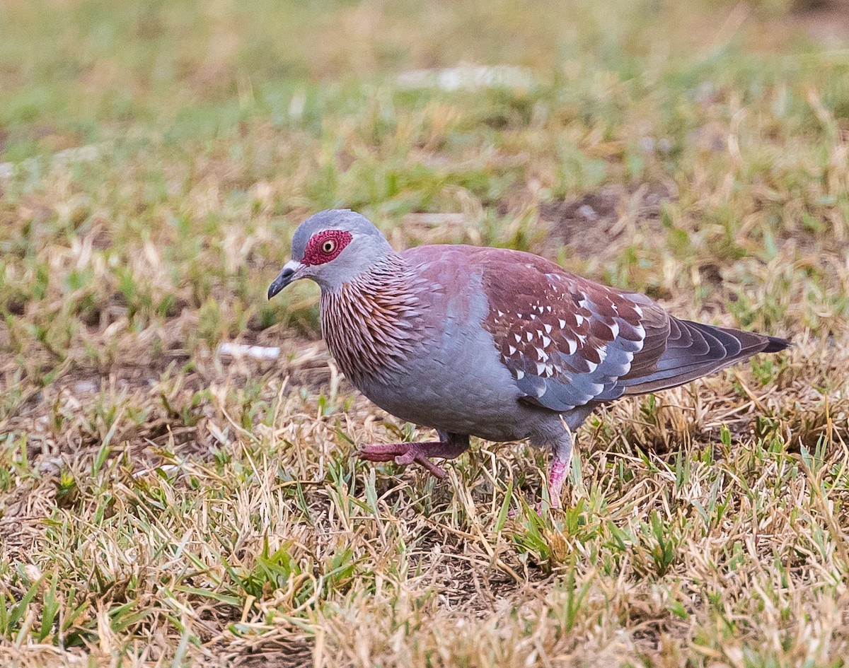 Speckled Pigeon - Arthur Steinberger