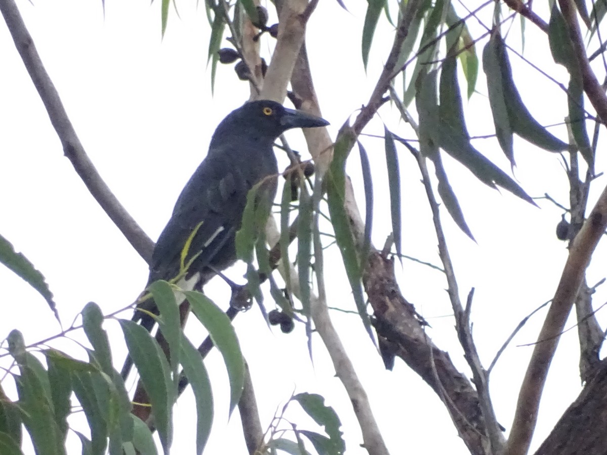 Pied Currawong - ML424616431
