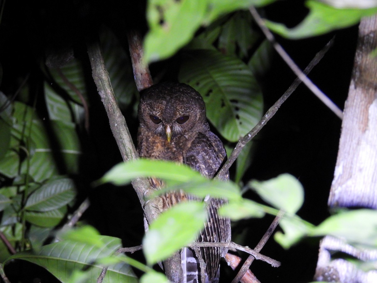 Mottled Owl - ML424616491