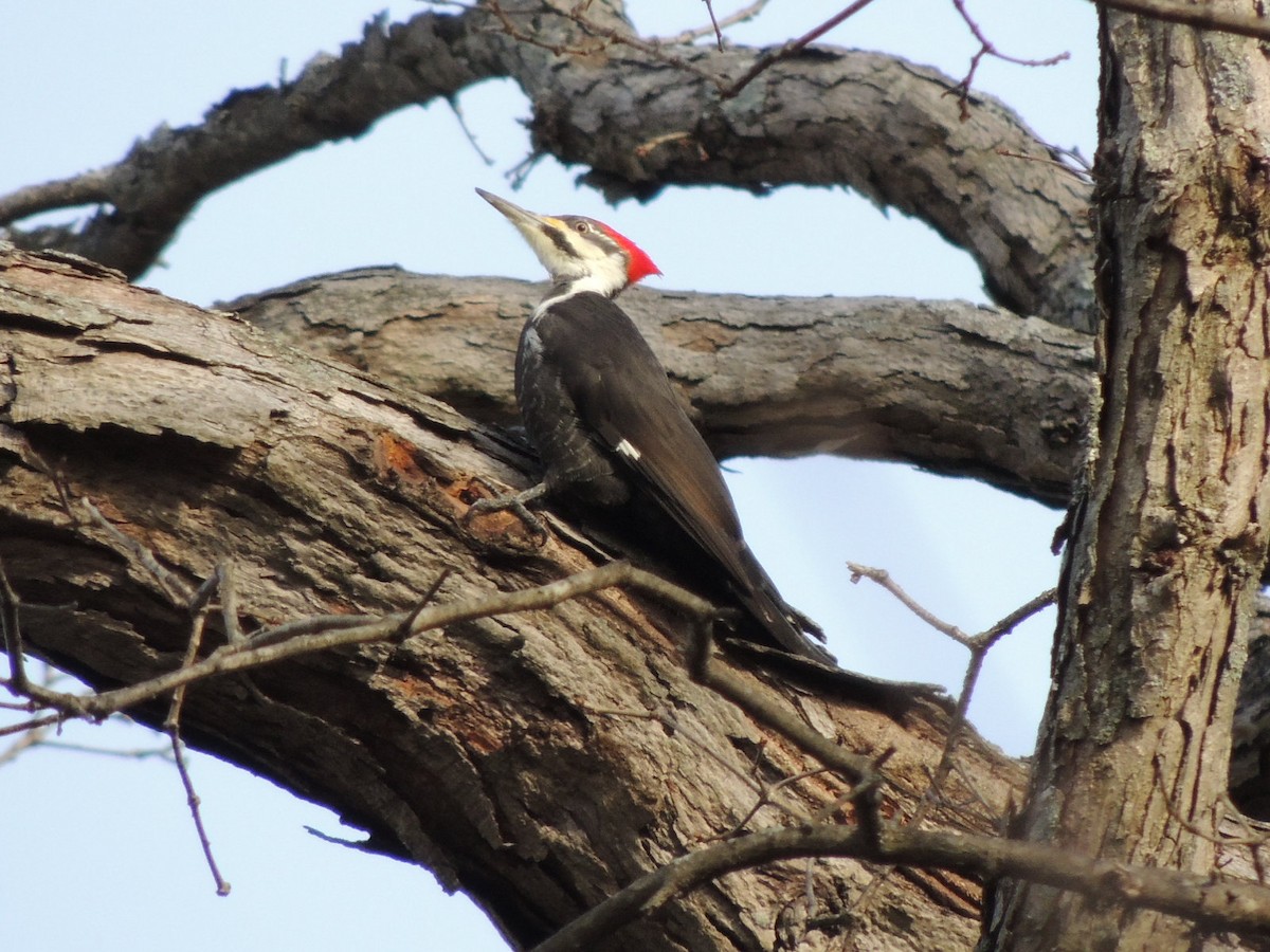 Pileated Woodpecker - ML42461651