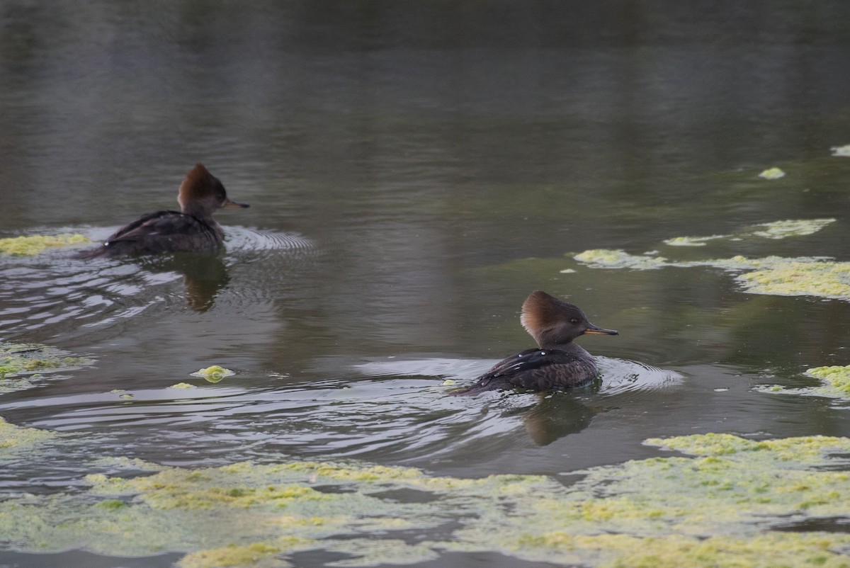 Hooded Merganser - ML42461661