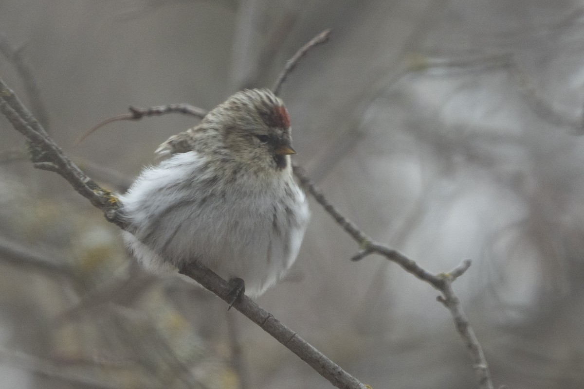 Hoary Redpoll - ML424616771