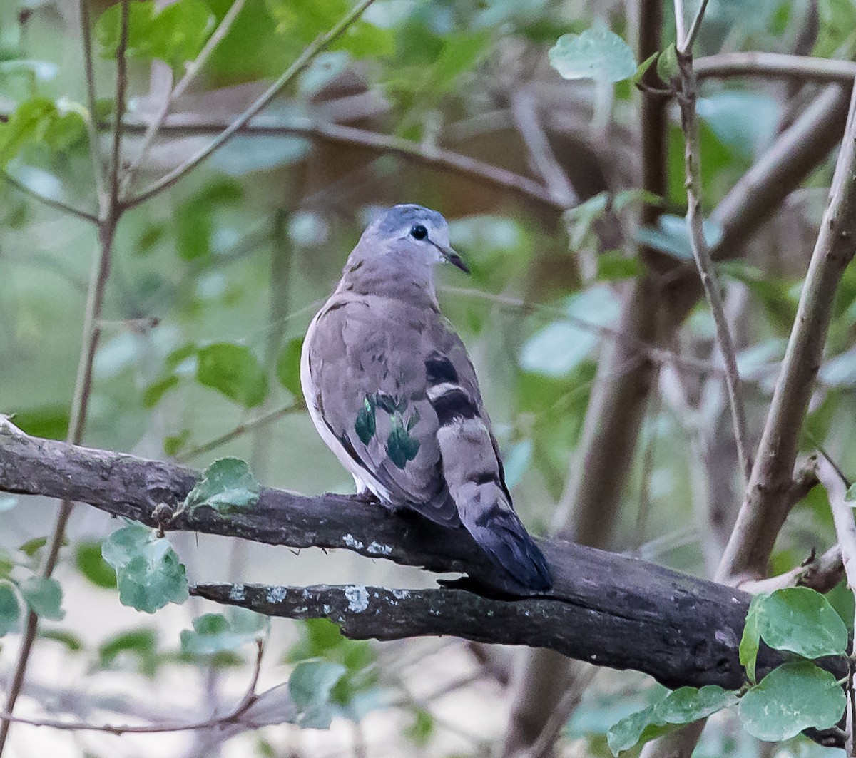 Emerald-spotted Wood-Dove - ML42461691
