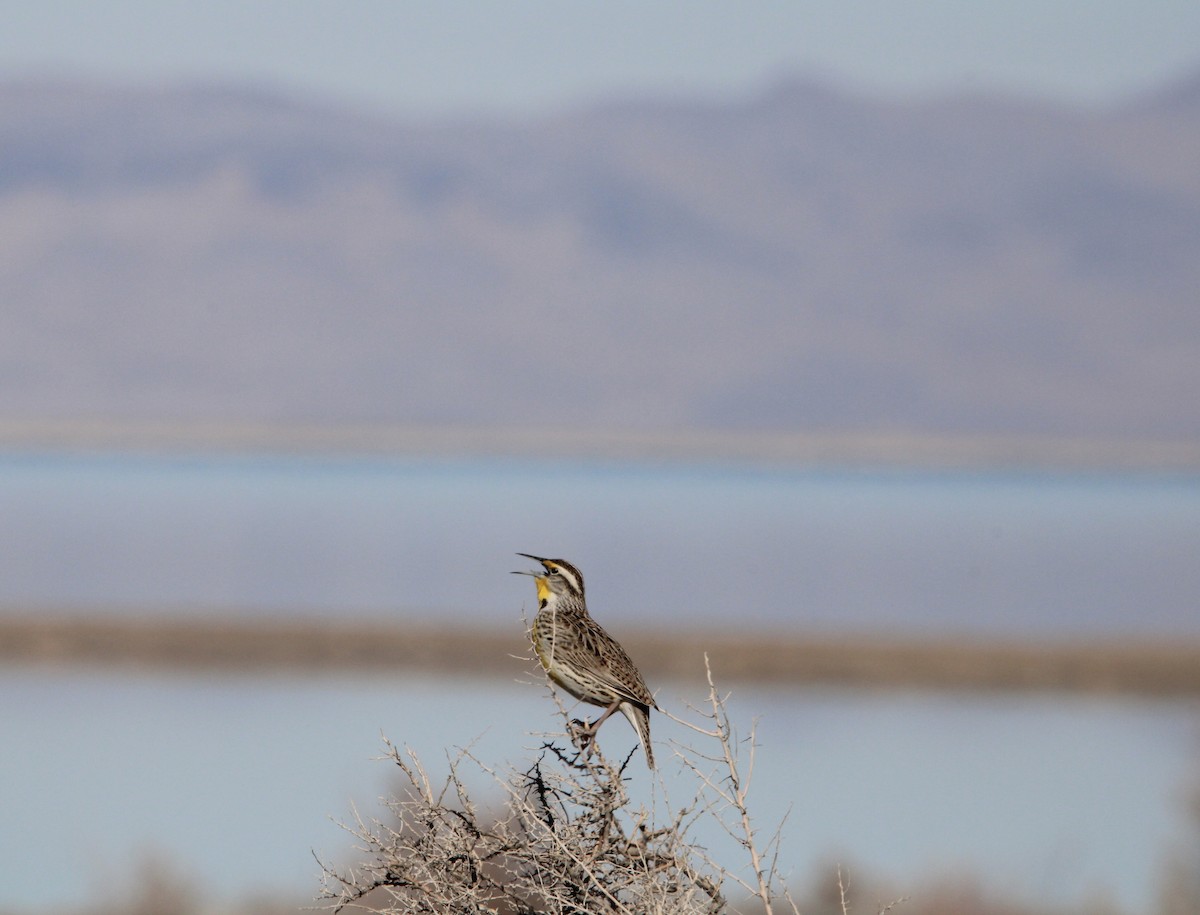 Western Meadowlark - ML424617011