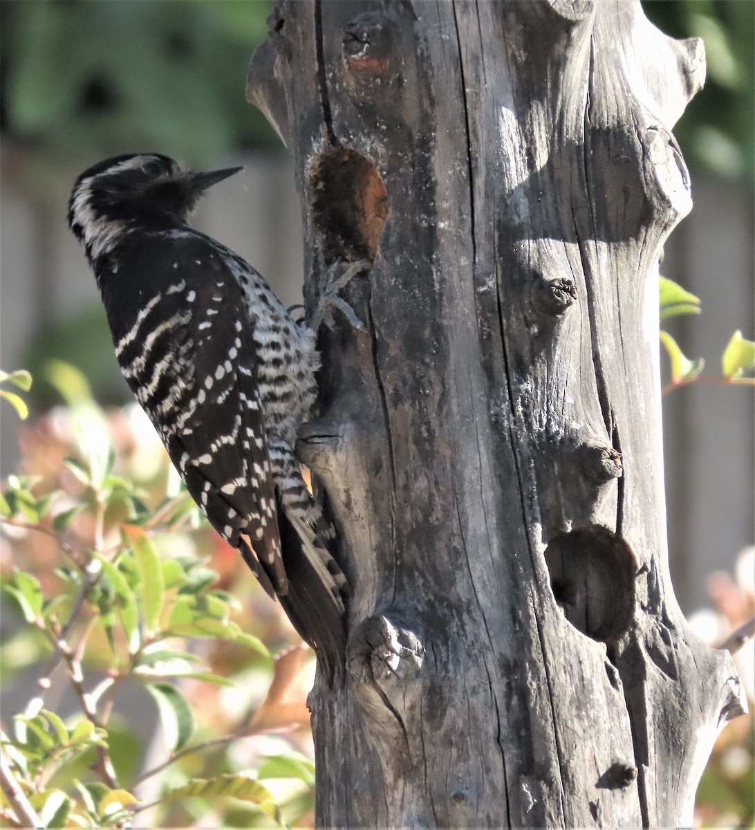 Nuttall's Woodpecker - ML424617051