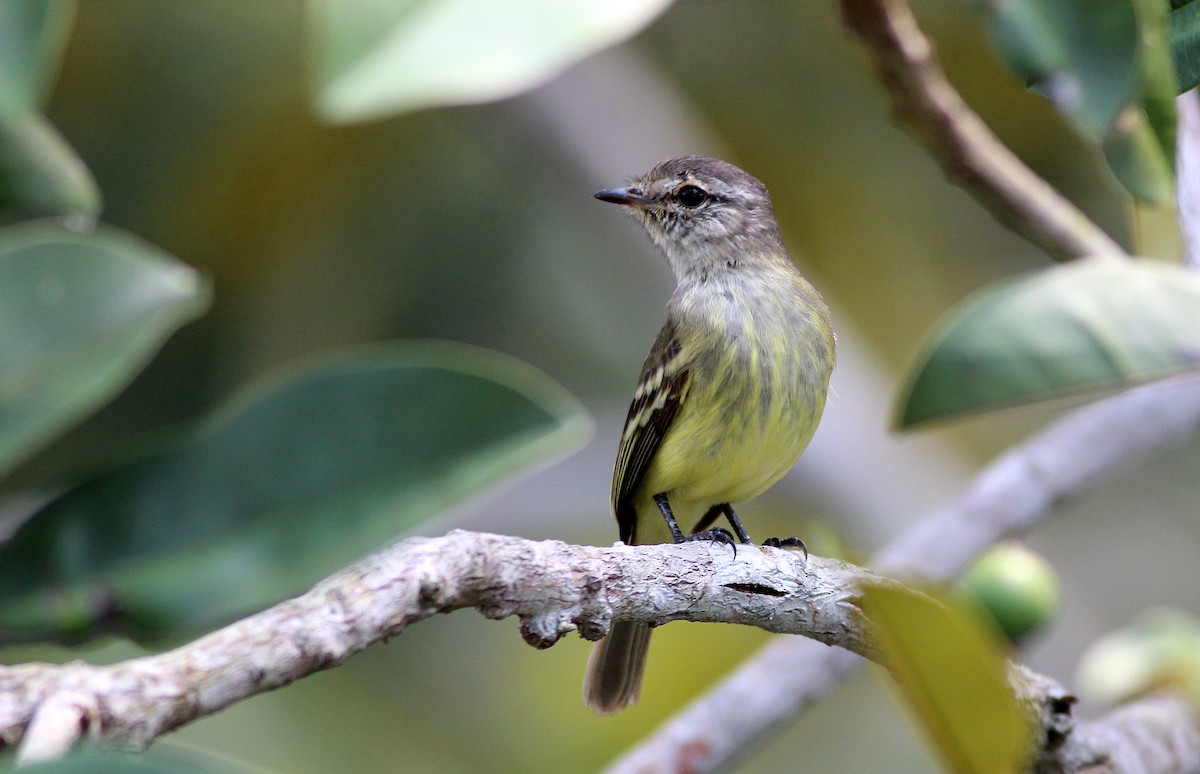 Forest Elaenia - Nárgila Moura