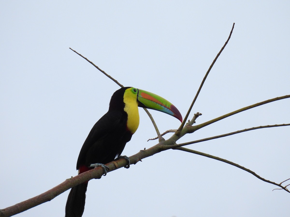 Toucan à carène - ML424617771