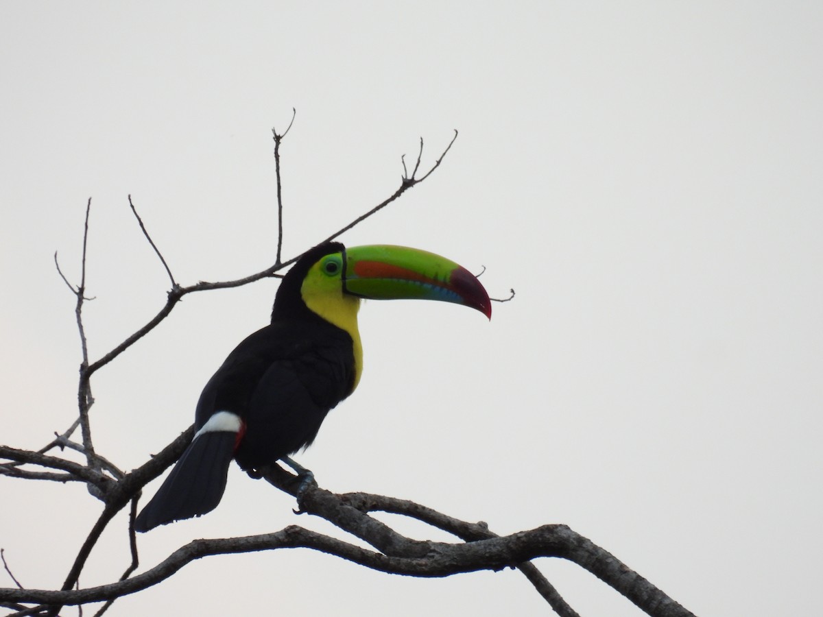 Toucan à carène - ML424617991