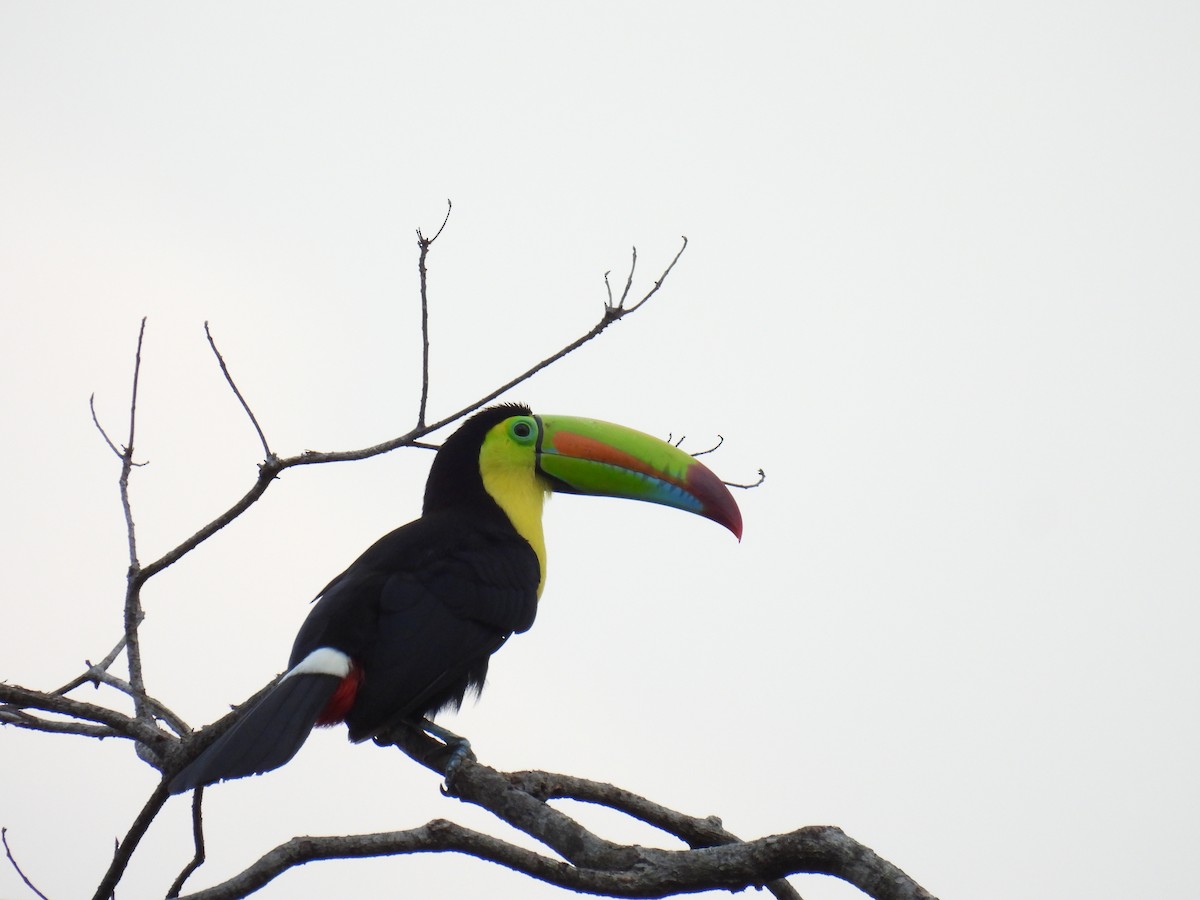 Keel-billed Toucan - ML424618011