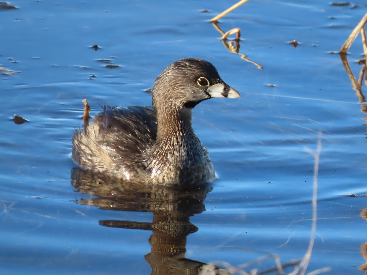 Pied-billed Grebe - Diane Bricmont