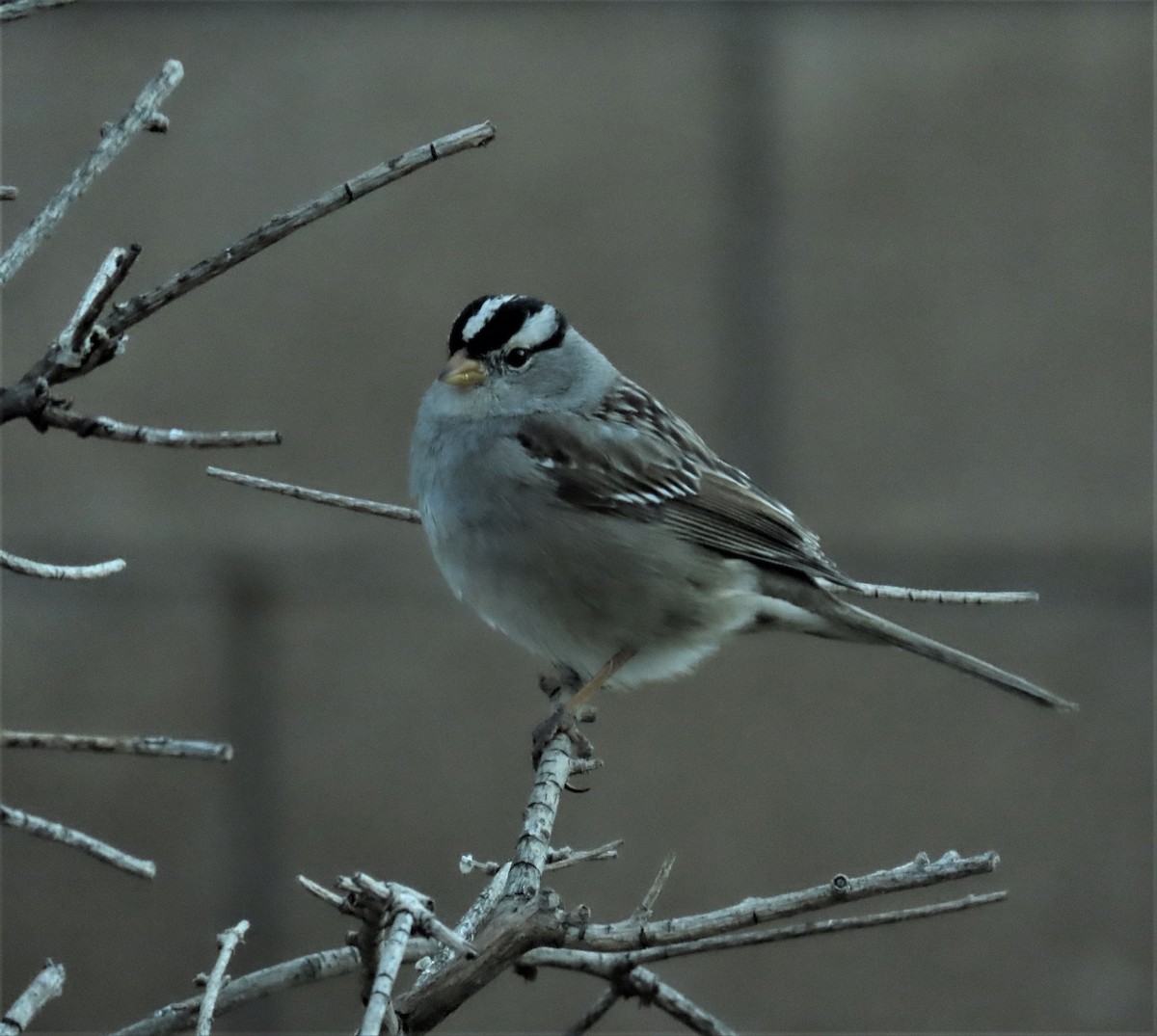 White-crowned Sparrow - Ed Thomas