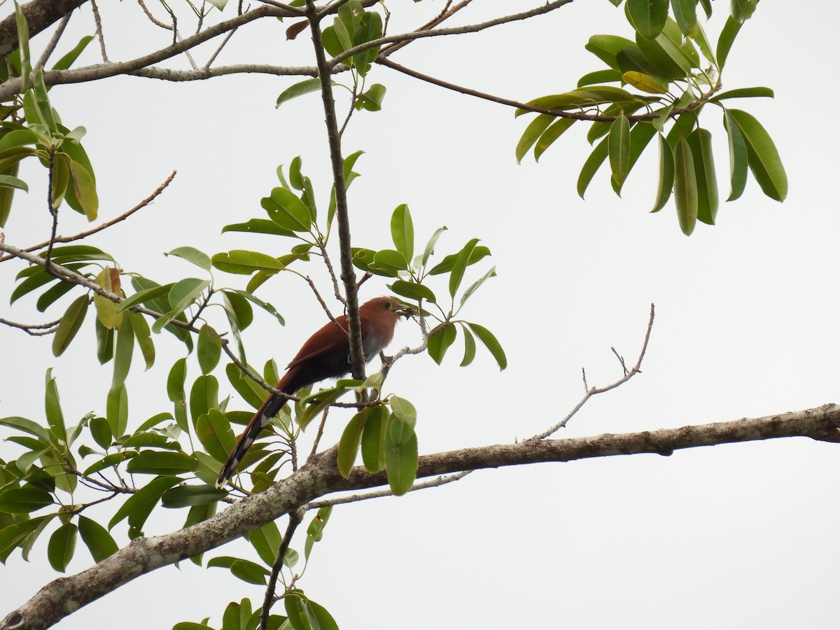 Squirrel Cuckoo - ML424620971