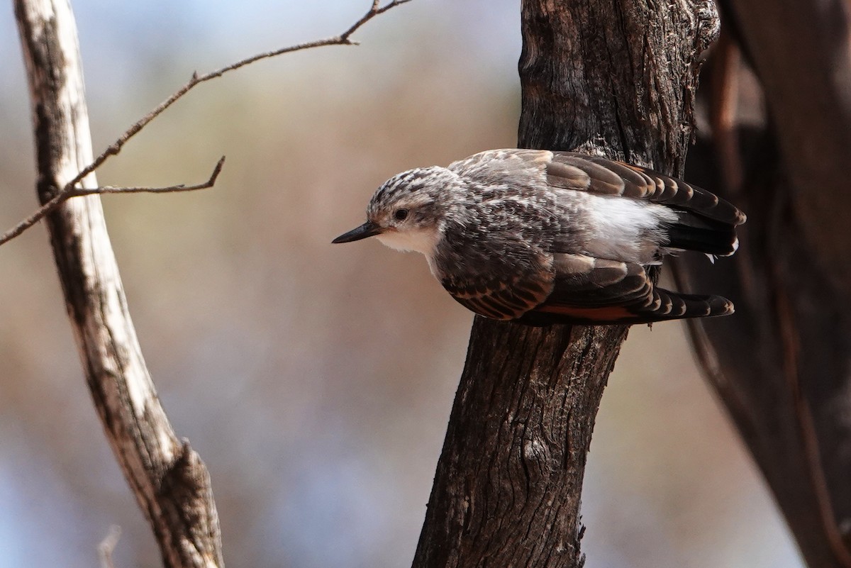 Varied Sittella - ML424621741