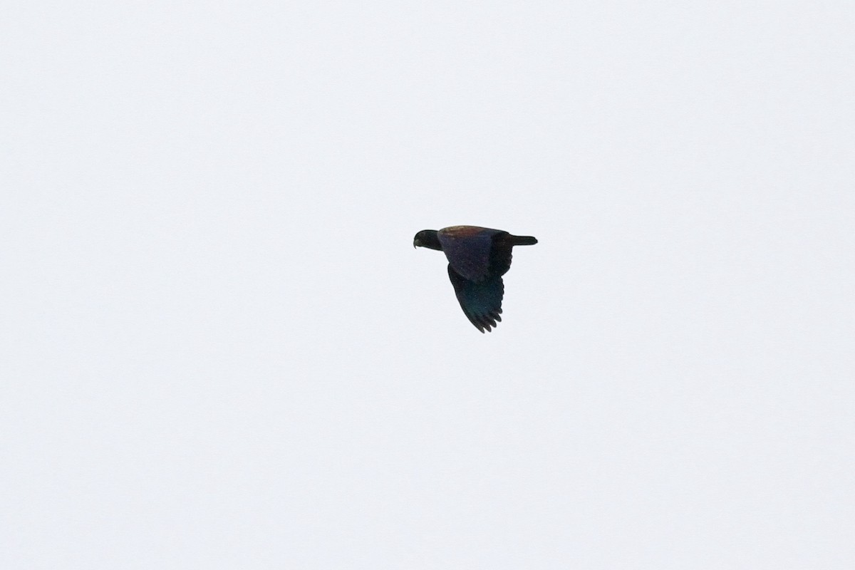 Bronze-winged Parrot - Michael McCloy