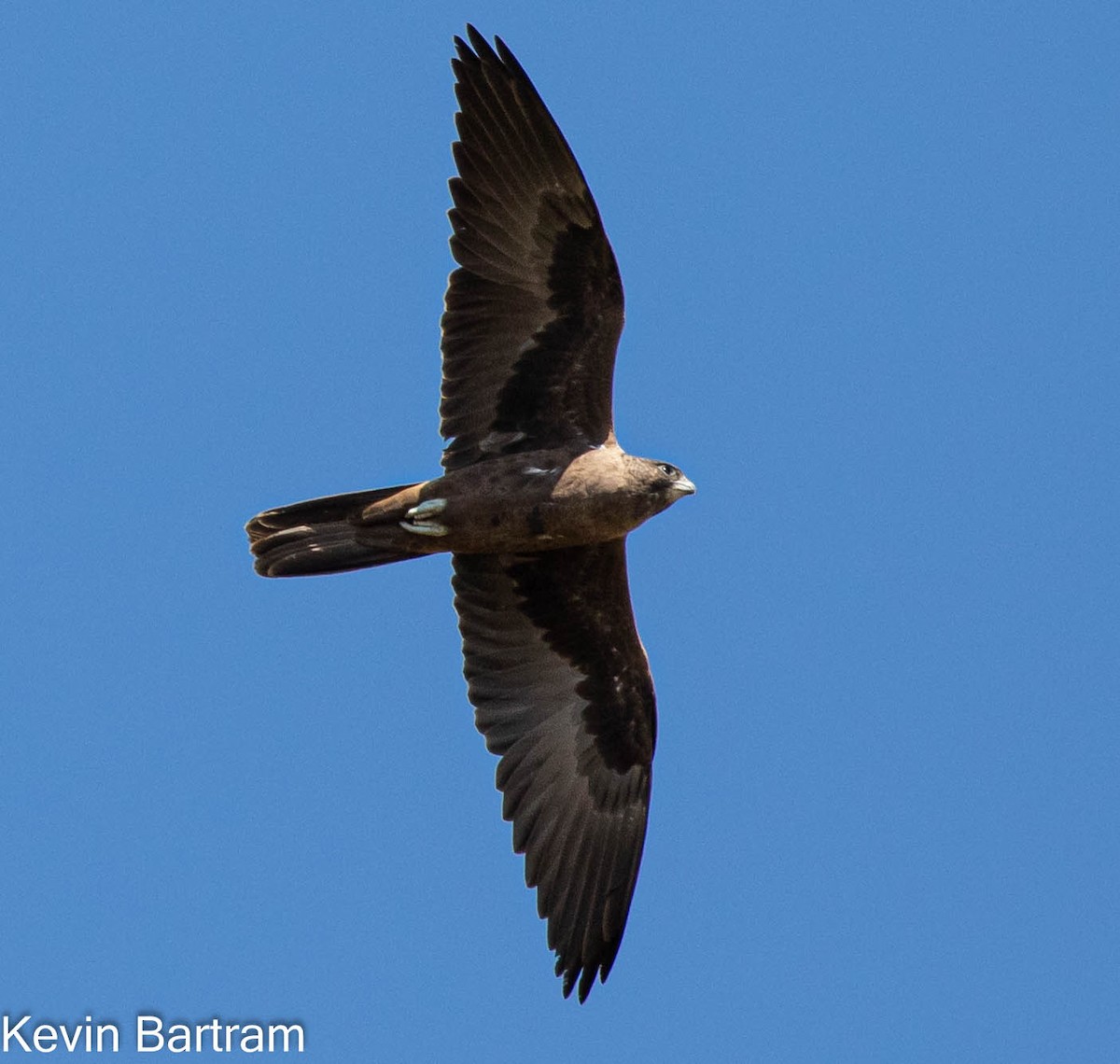 Black Falcon - Kevin Bartram