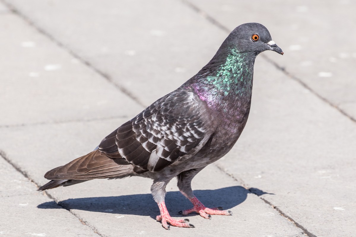 Rock Pigeon (Feral Pigeon) - Jodi Boe